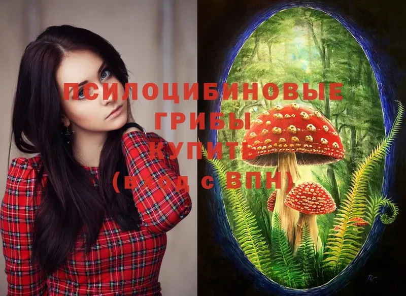 Галлюциногенные грибы Psilocybine cubensis  Амурск 